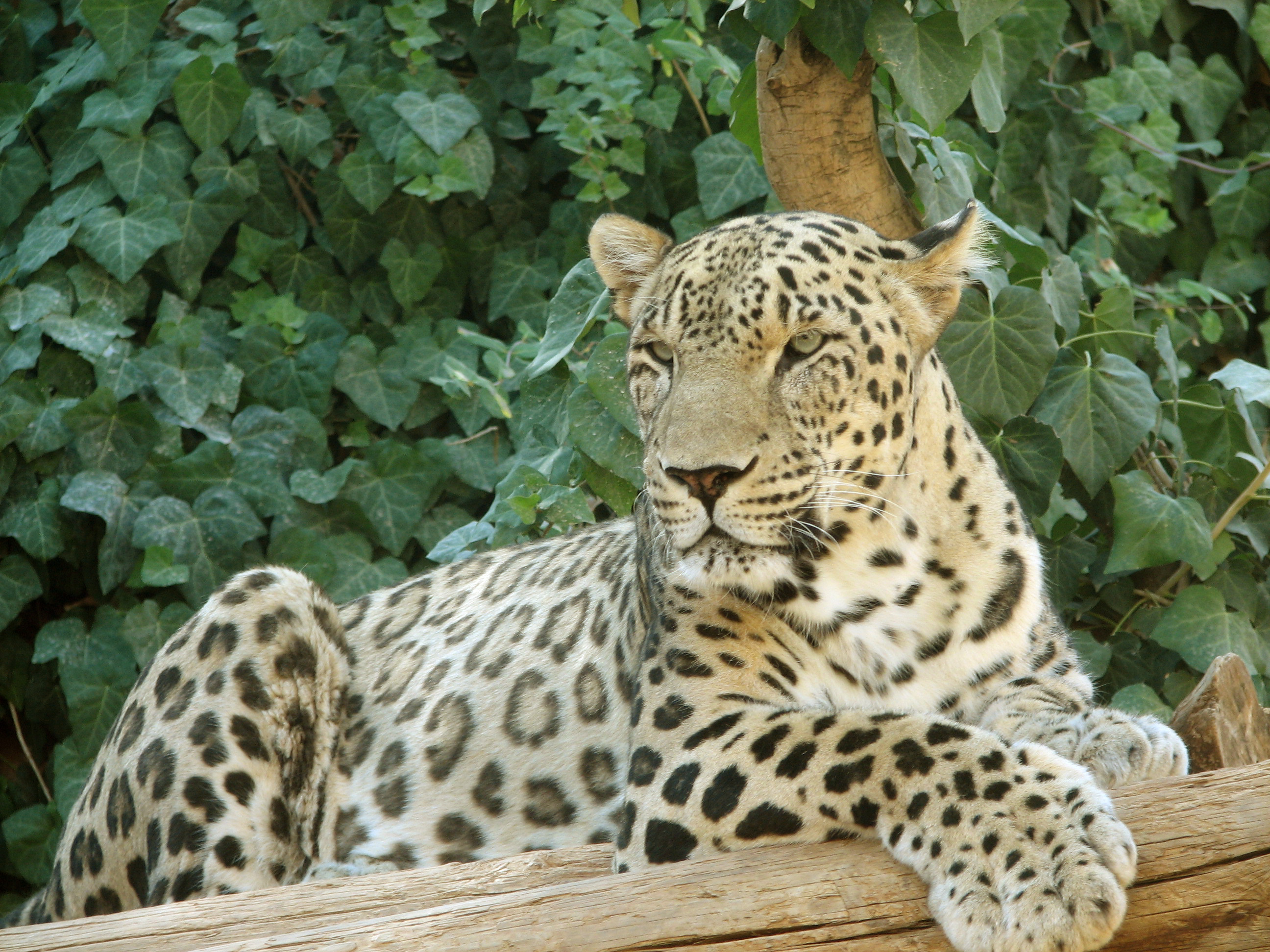 Persian_Leopard_sitting.jpg