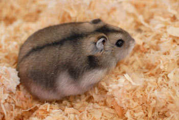 winter_white_russian_dwarf_hamster_2.jpg