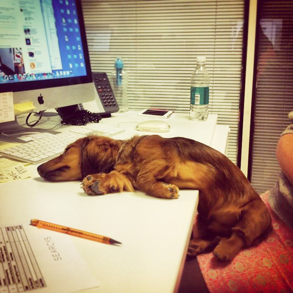 bring-puppy-to-work-44__605.jpg