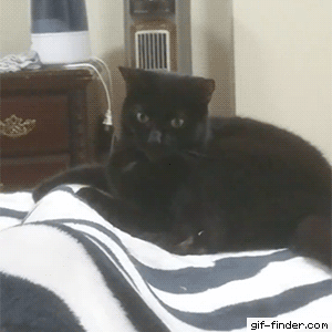 535b2df5d18b45bed0068d5f98219106.gif