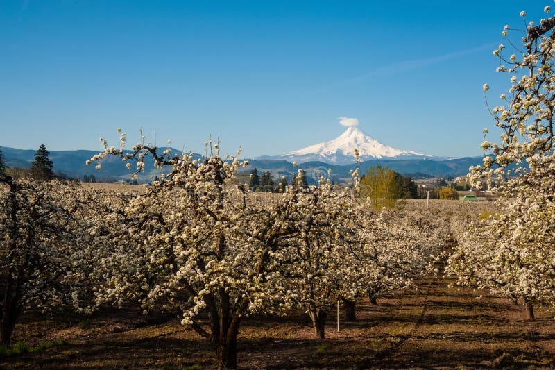 blooming-apple-orchards-hood-river-valley-oregon-mount-72864409.jpg