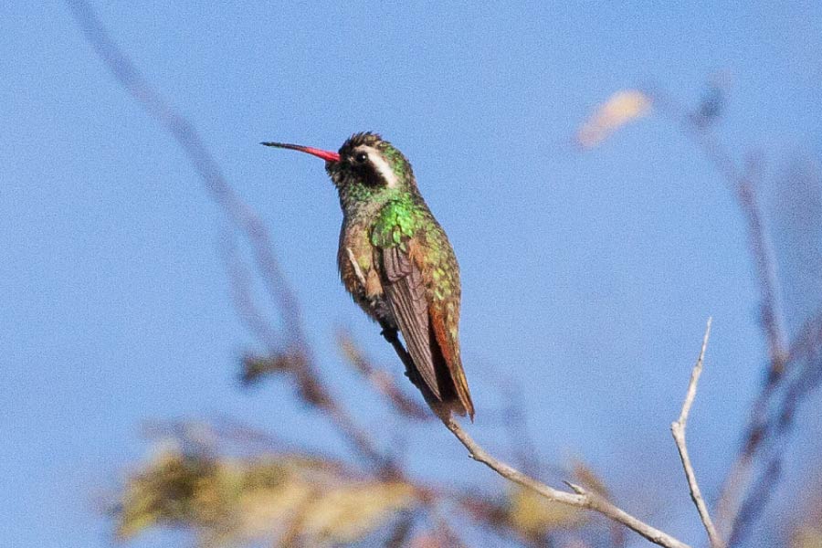 Xantuss-Hummingbird.jpg