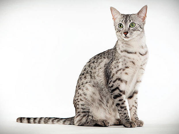 egyptian-mau-1-.jpg