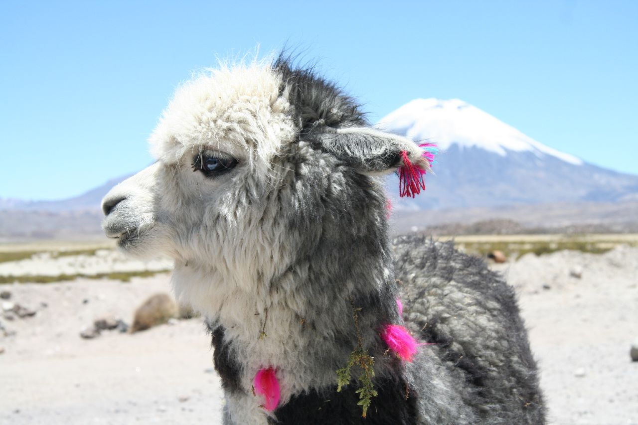 Pet_Alpaca_o.jpg