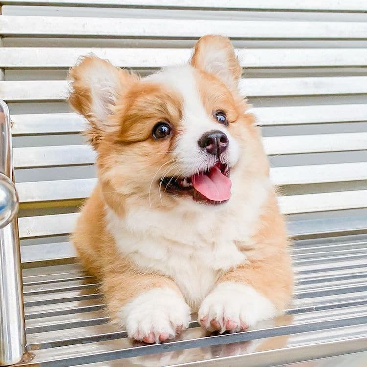 cooper-baby-corgi-dogs-4.jpg