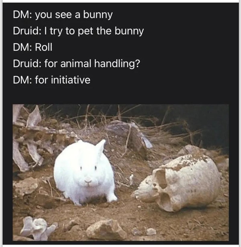 rabbit-dm-see-bunny-druid-try-pet-bunny-dm-roll-druid-animal-handling-dm-initiative