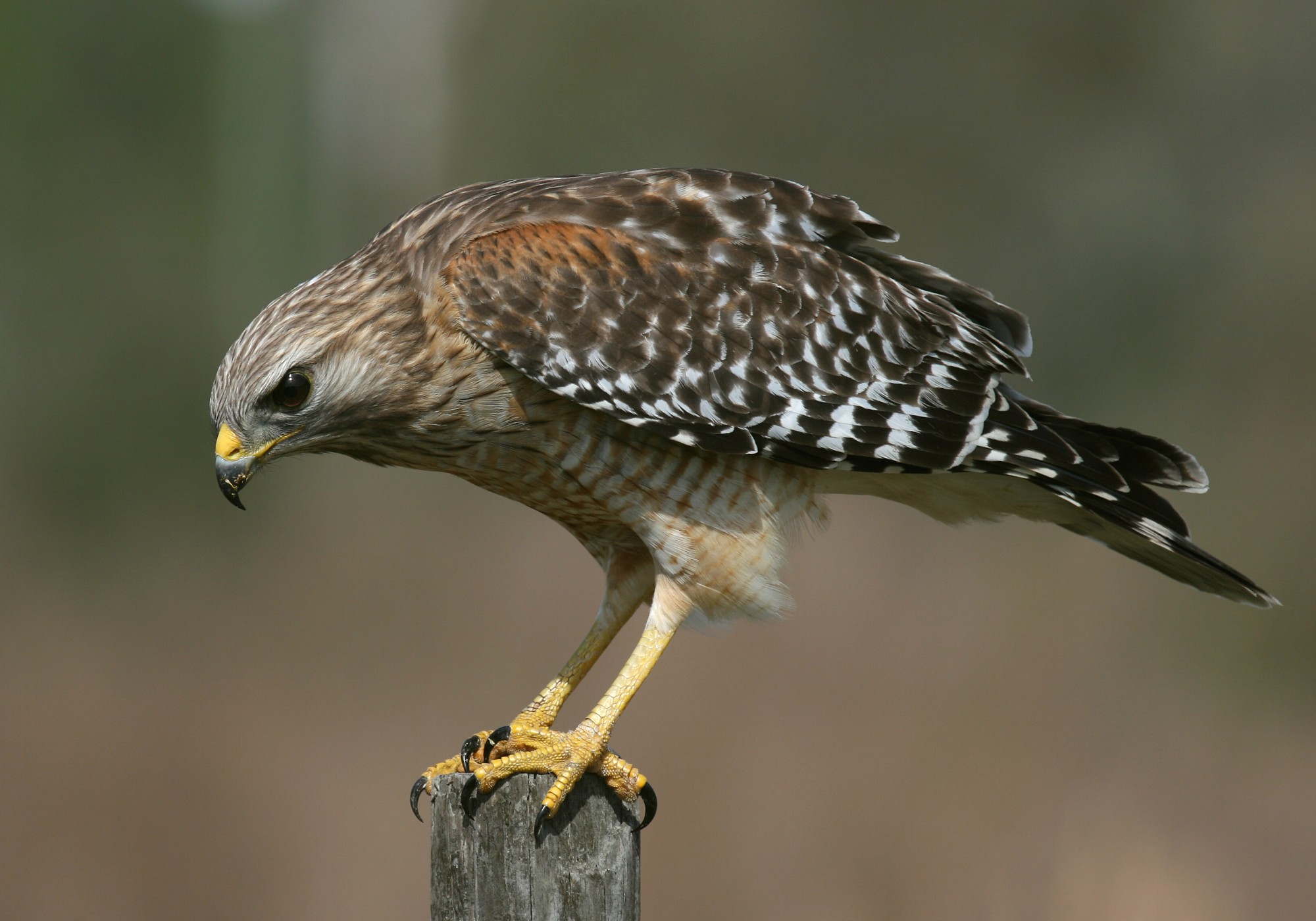 Red-shouldered-Hawk.jpg