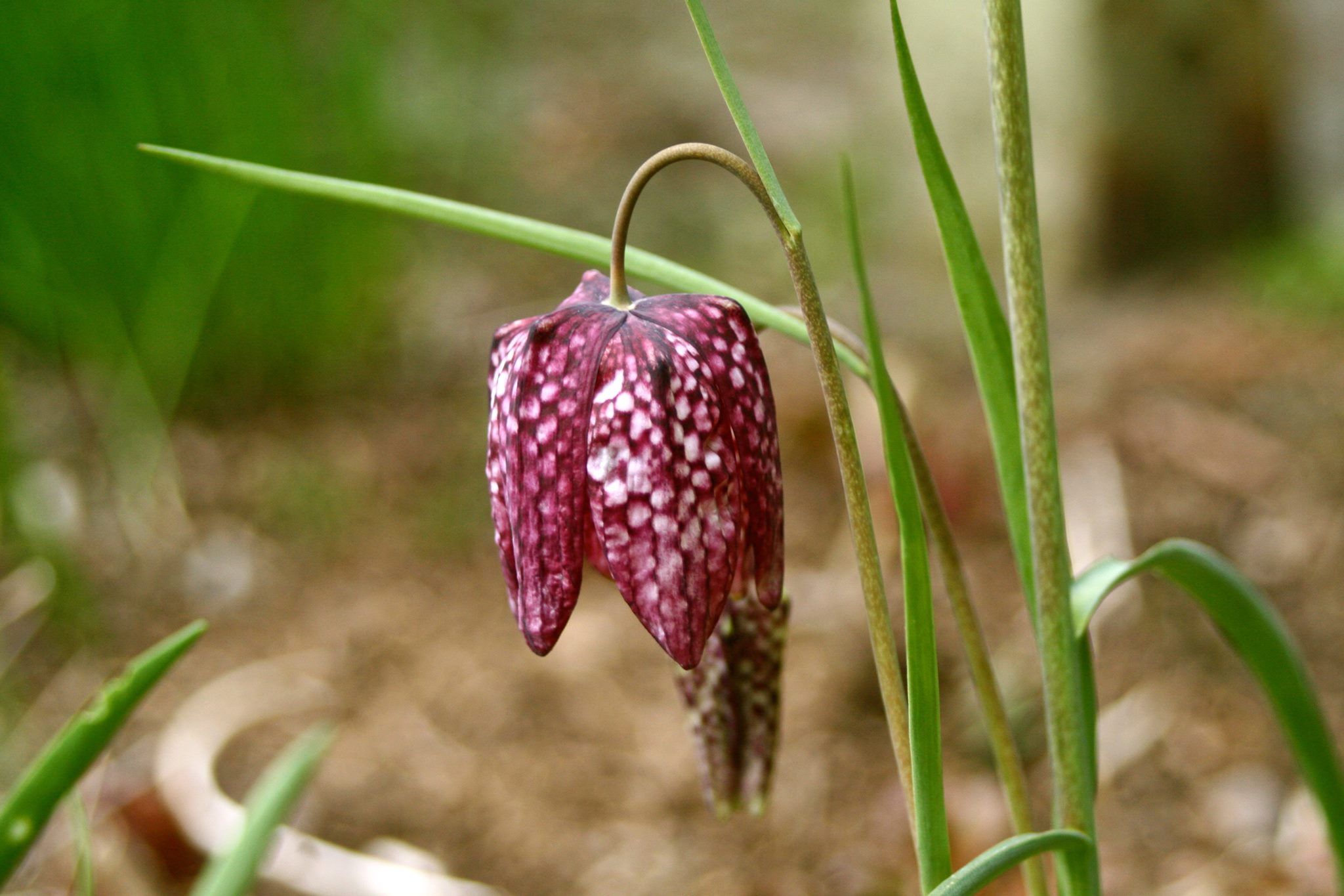 103-april-5-checkered-lily.jpg