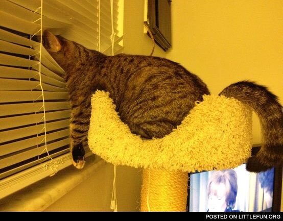 Impatient Cat Blank Template - Imgflip