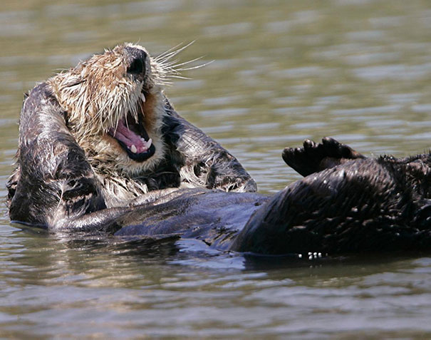 cute-smiling-animals-6.jpg