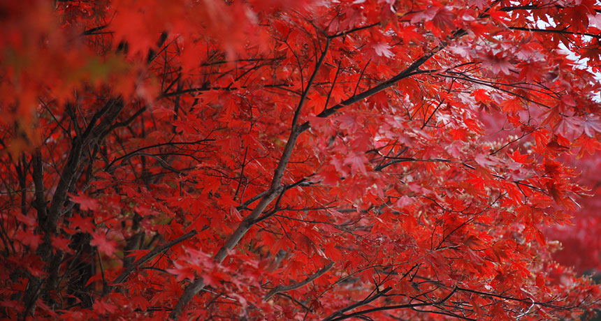 102602_new_main_red_leaves_free.jpg