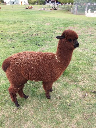 a-year-old-brown-alpaca.jpg