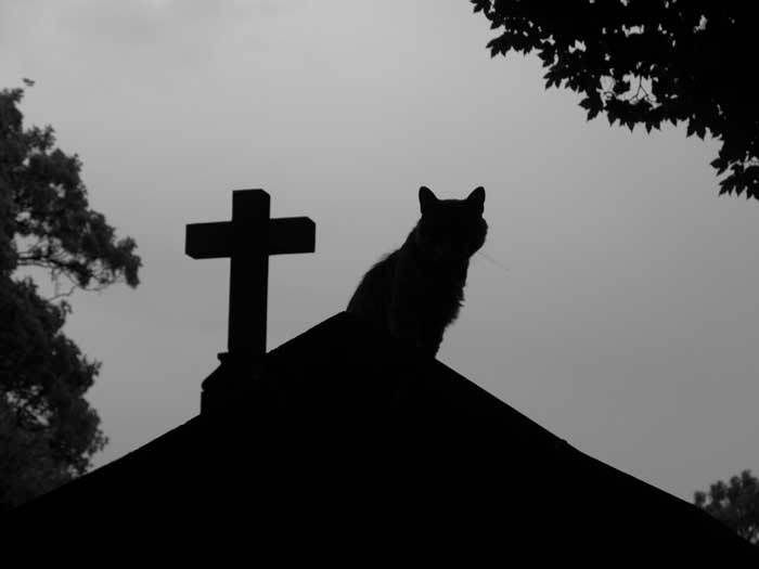graveyard-cat.jpg