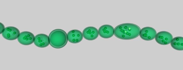 Cyanobacteria_1-713x276.jpg