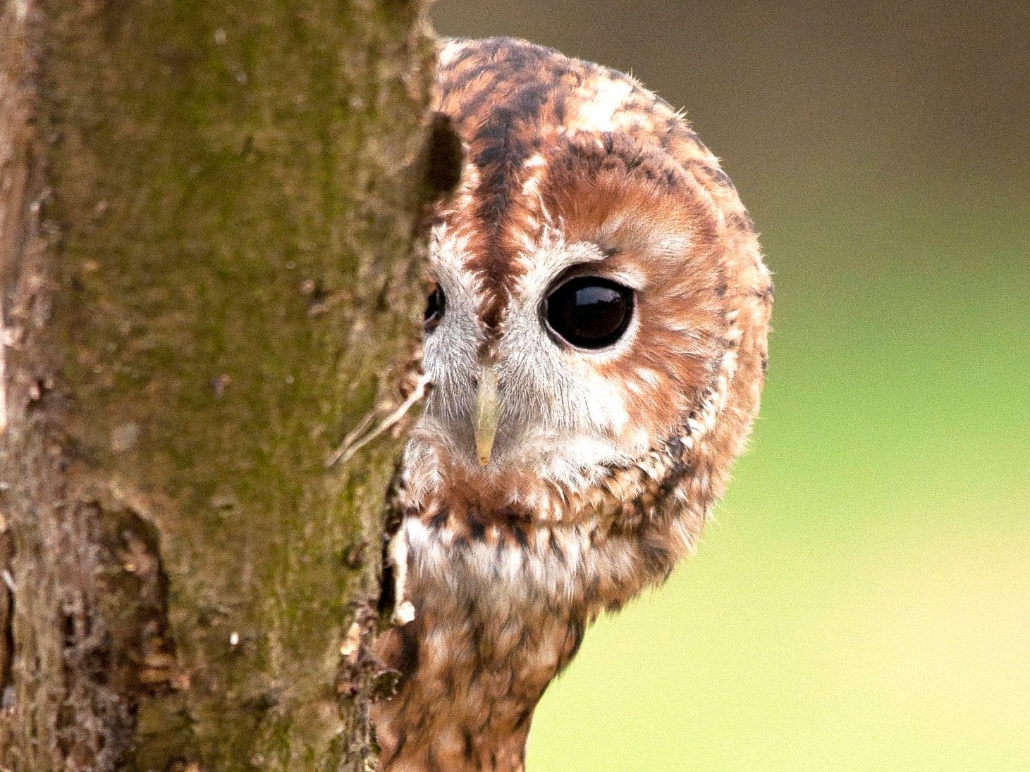 tawny-owl.jpg
