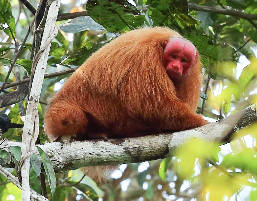 Red-Uakari-Monkey.jpg