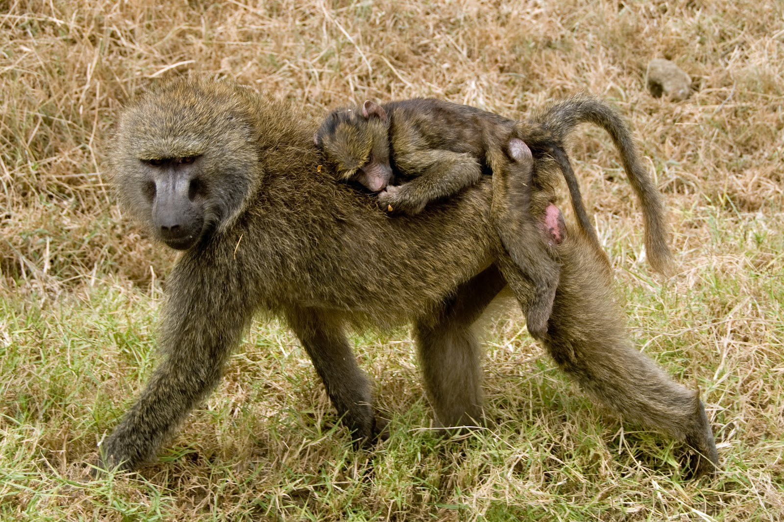 Baboon5.jpg