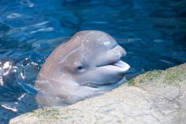 baby_beluga_01.jpg