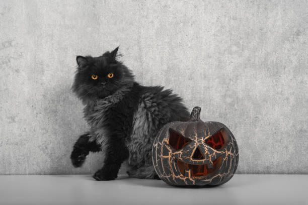 halloween-black-cat.jpg