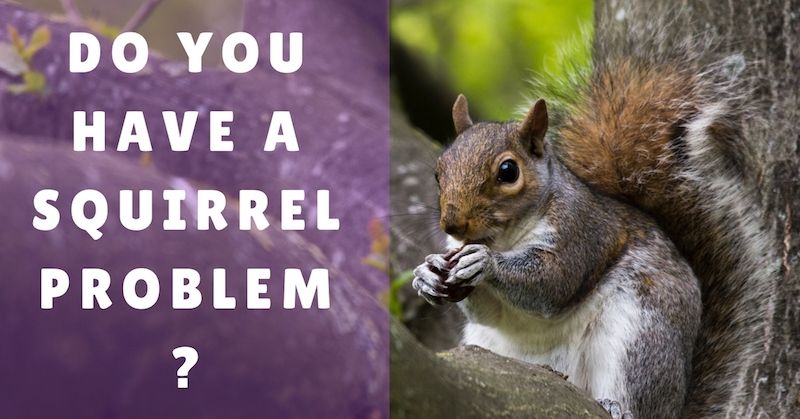 7-Signs-You-Have-A-Squirrel-Problem-In-Portland.jpg