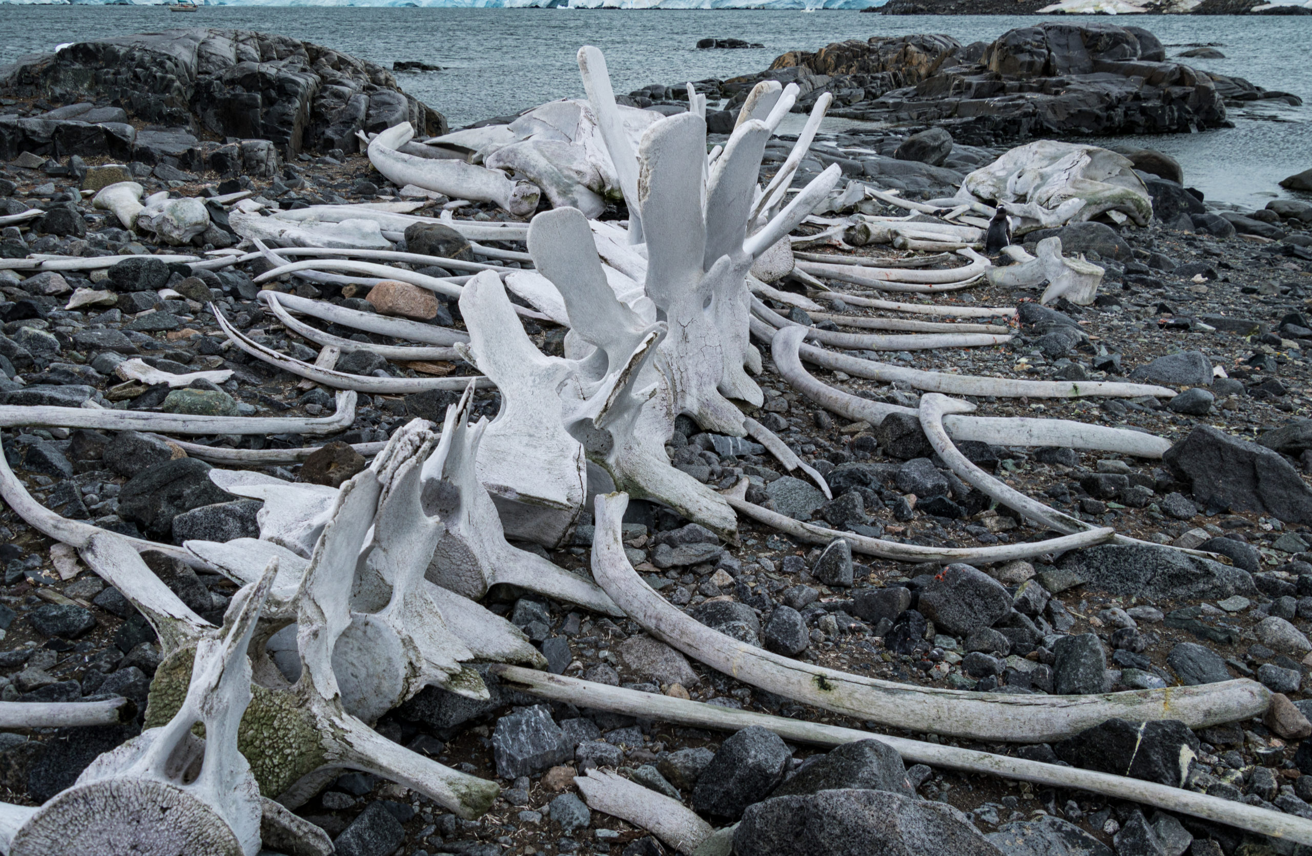 whale-bones-antarctica-scaled.jpg