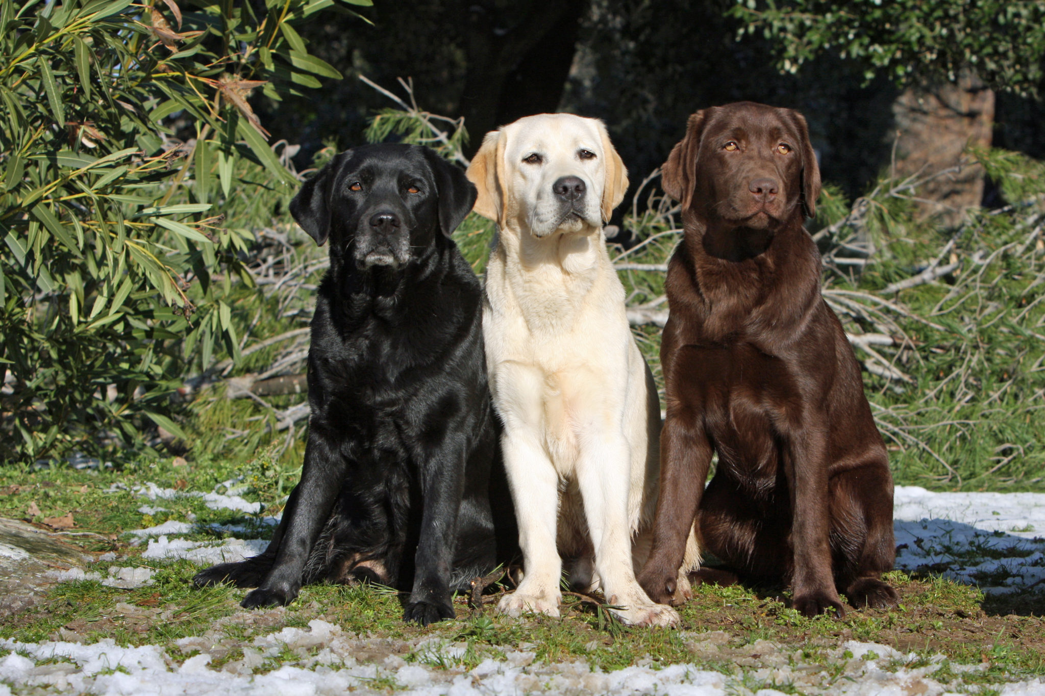 labrador-3-Farben.jpg