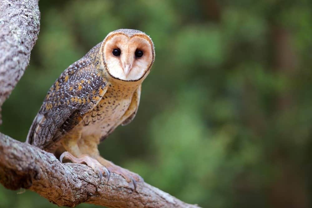 Golden-Masked-Owl-1.jpg