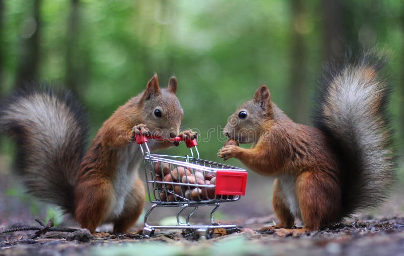 red-squirrels-near-small-shopping-cart-nuts-red-squirrels-near-small-shopping-cart-nuts-104792681.jpg