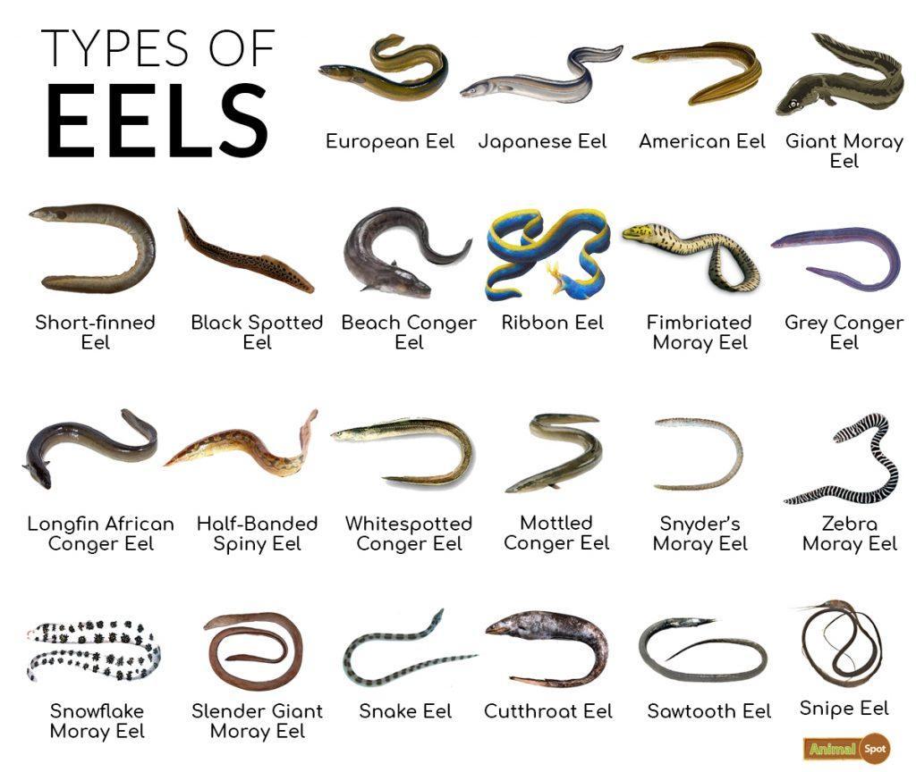 Types-of-Eels-1024x864.jpg