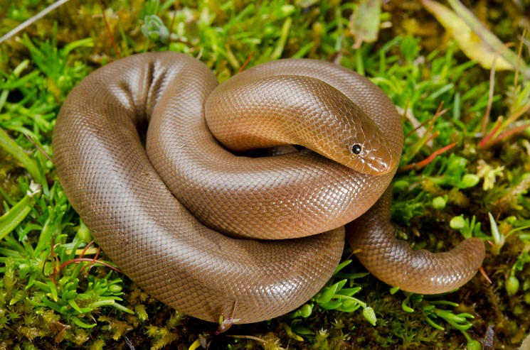 Northern-Rubber-Boa.jpg