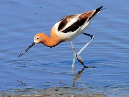 avocet_stuartoikawa.jpg