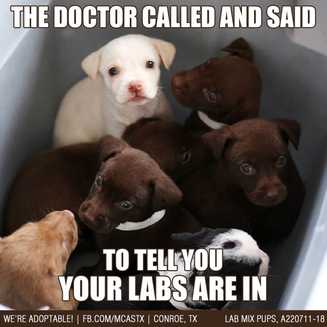 1fdcf10e76c108e7f93ca7ef4b855479--dog-memes-dog-humor.jpg