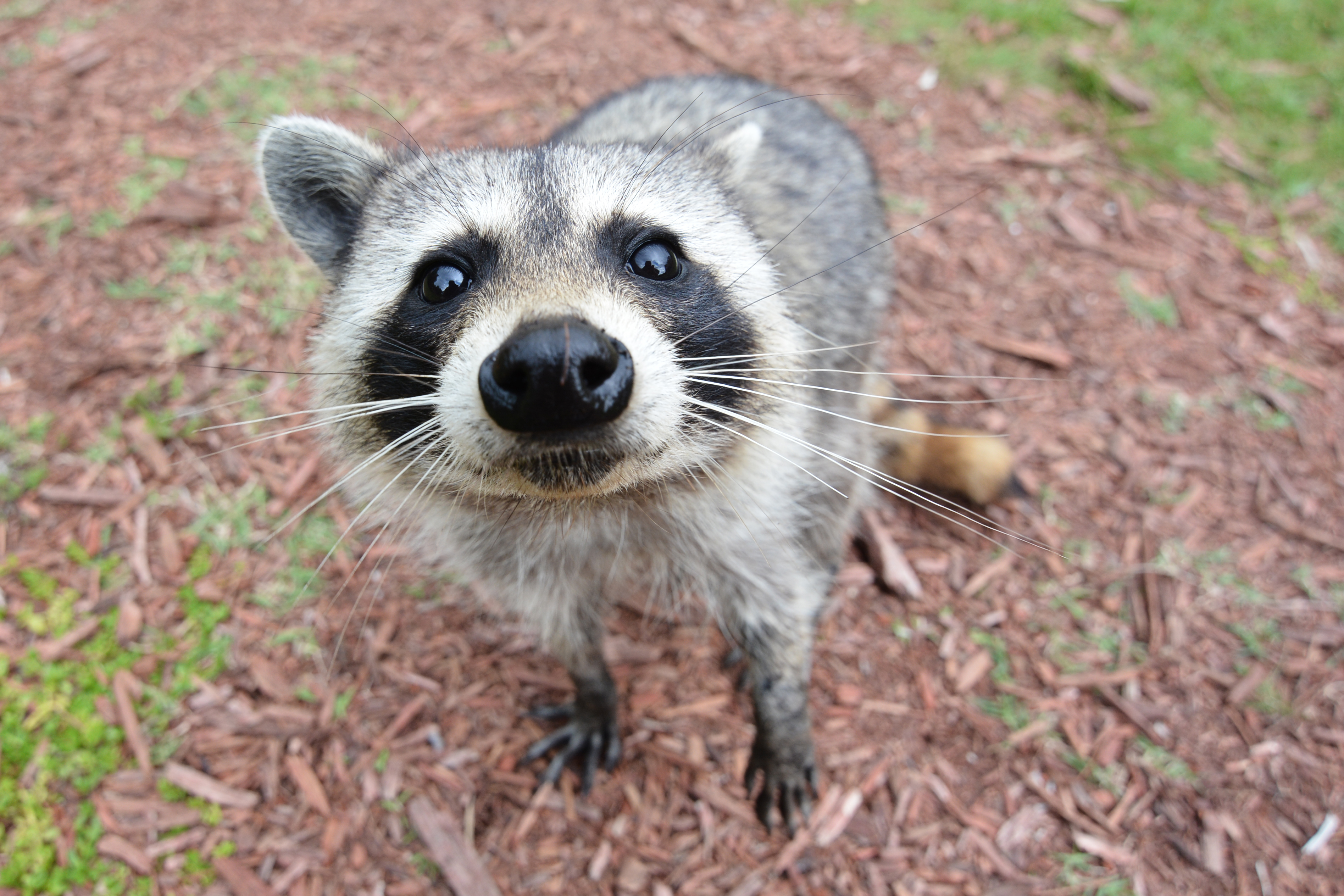 Curious_Raccoon.jpg