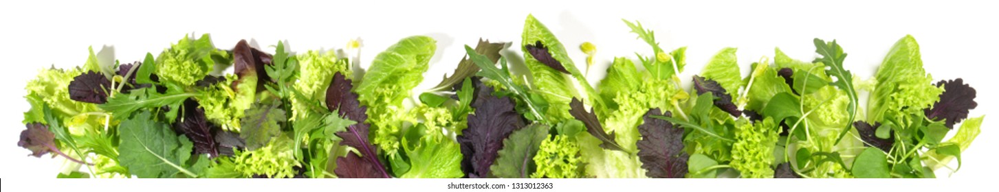 lettuce-panorama-on-white-background-260nw-1313012363.jpg