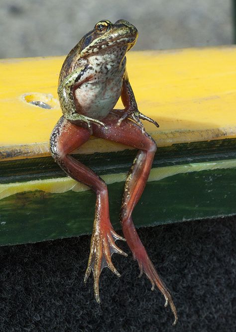 d39b69e2a760fc78c88db5846cbcf3ea--frogs-reptiles.jpg