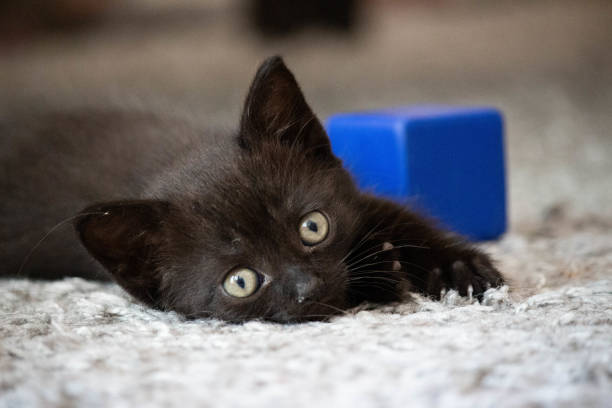 close-up-portrait-of-black-kitten-lying-fluffy-on-carpet.jpg