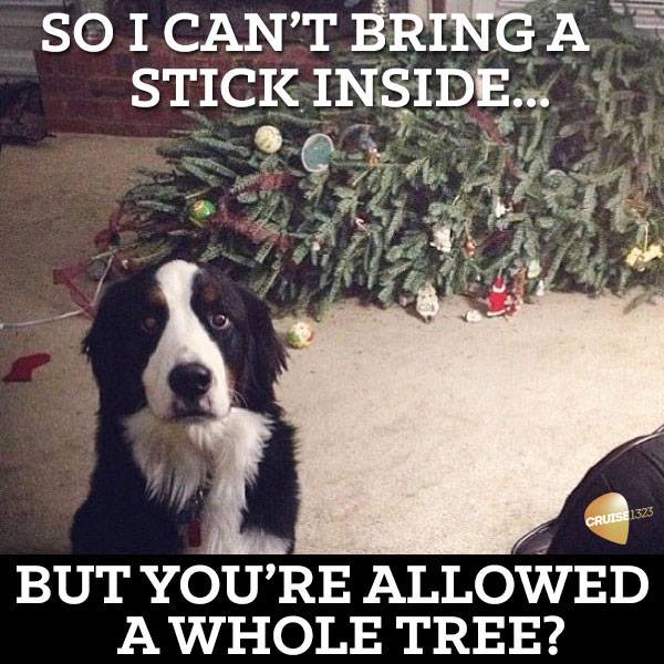 dog-xmas-tree.jpg