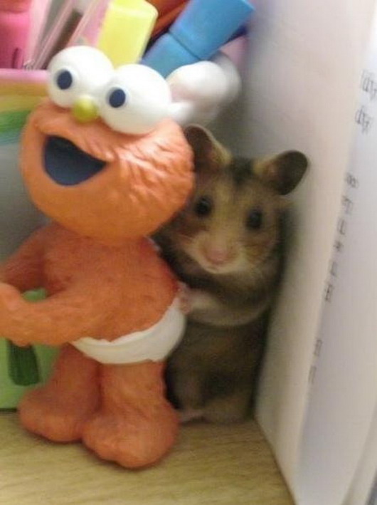 hamster-hidden-behind-elmo.jpg