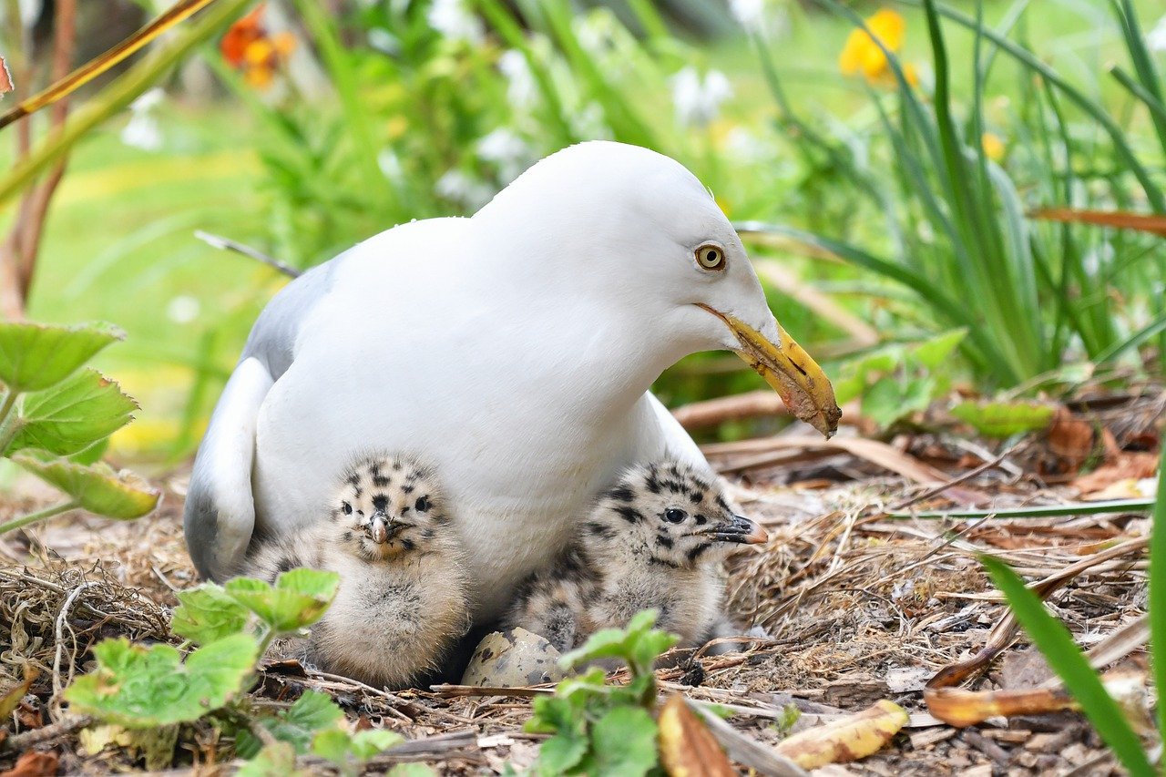 gull-nest.jpg