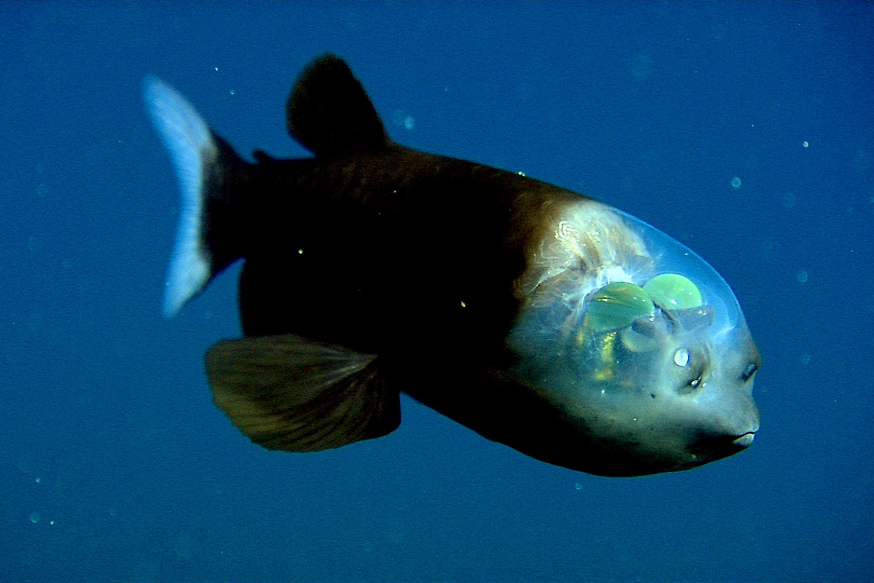Barreleye fish • MBARI