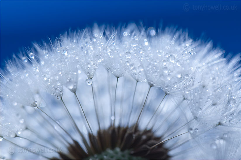 Dandelion-Seed-Head-Dew-6482.jpg