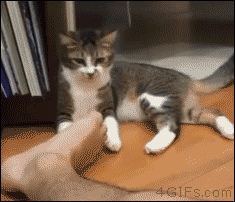 f2134223720cbd5ae9e1f4d9f00edd2f.gif
