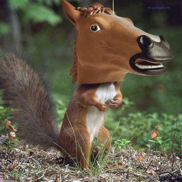 funny-squirrel-pics-3.jpg