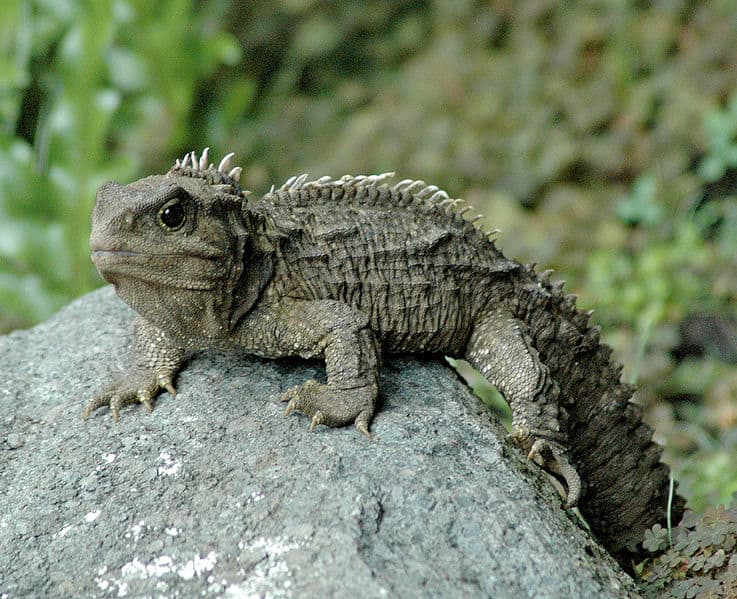 tuatara1.jpg