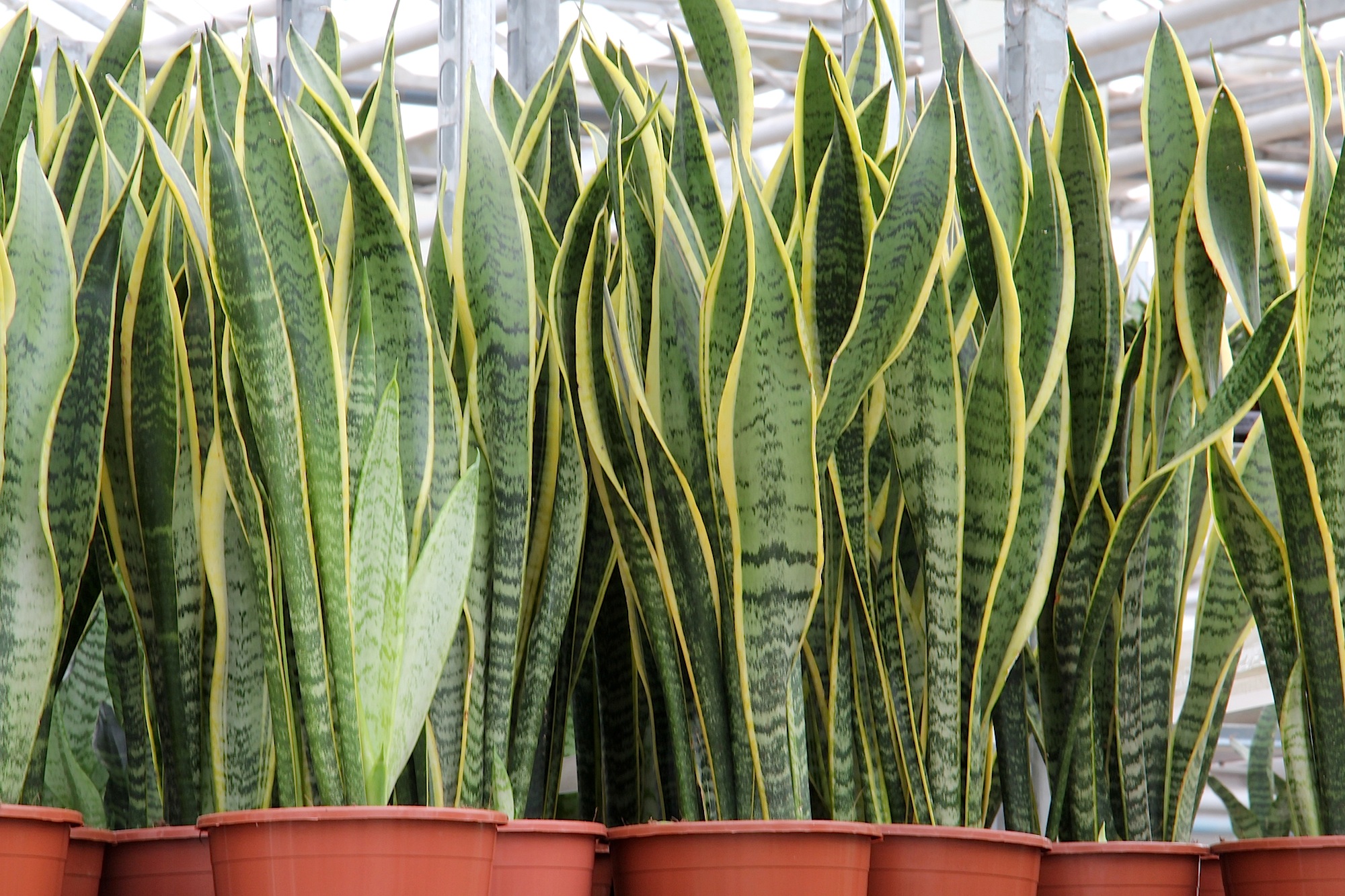 Sansevieria_trifasciata_Laurentii_pm_4.jpg