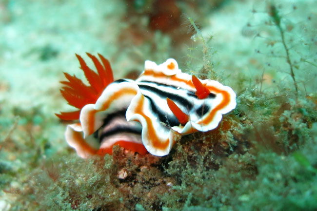 nudibranch.jpg