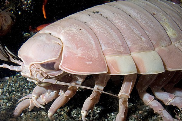 images-olc-giant_isopod2_600_q85.jpg