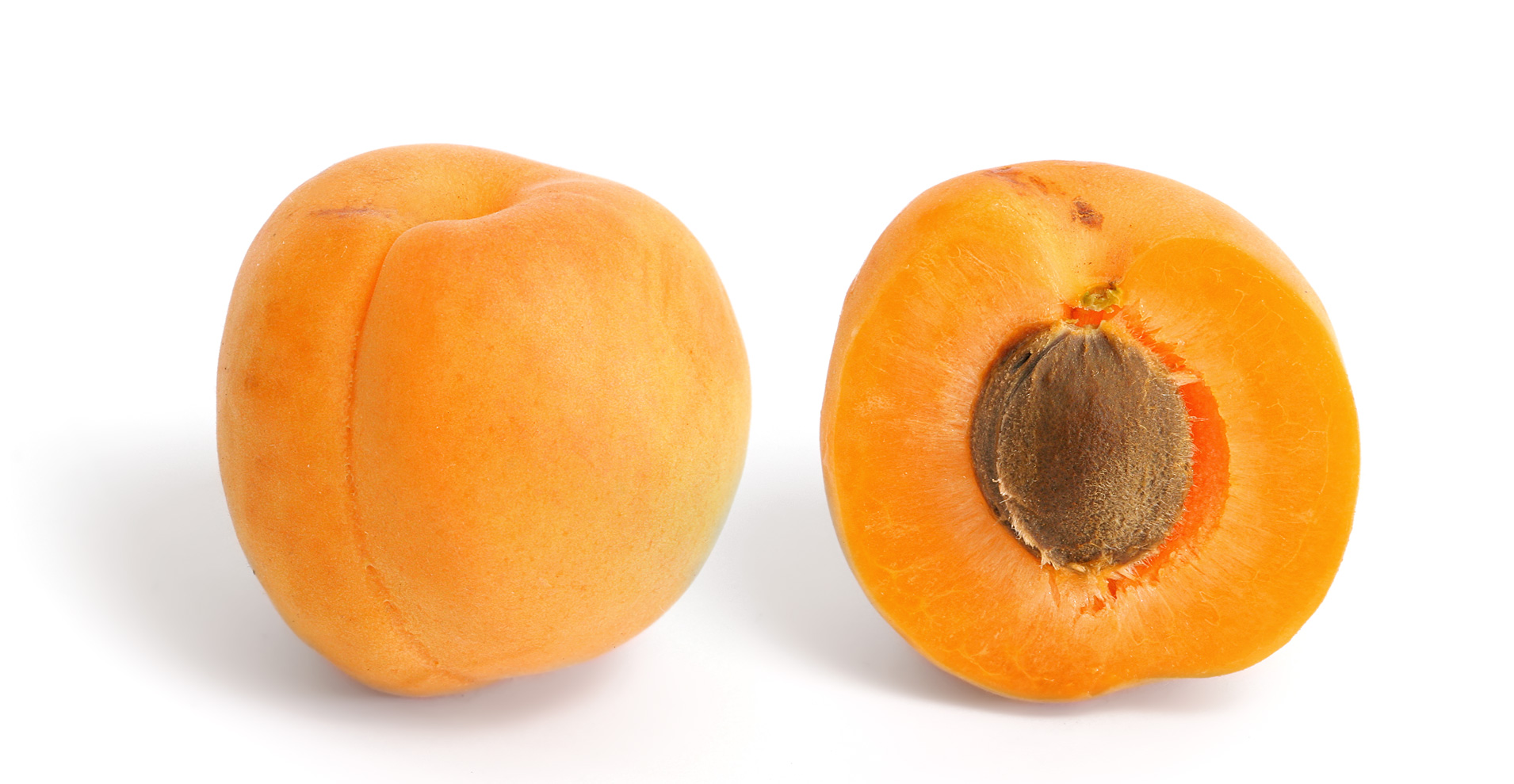 Apricot_and_cross_section.jpg