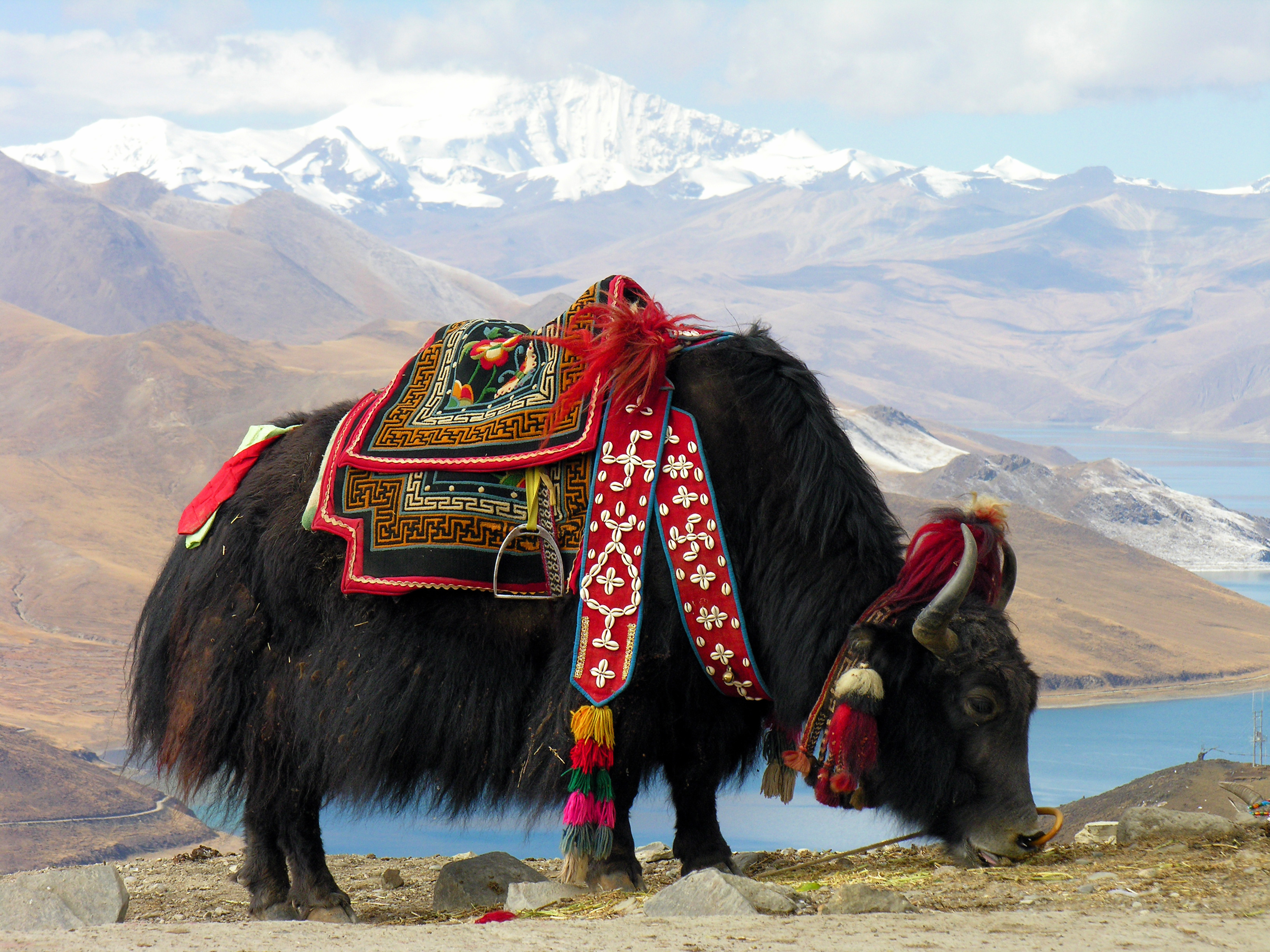 Bos_grunniens_at_Yundrok_Yumtso_Lake.jpg