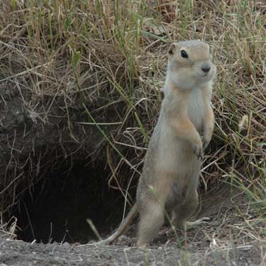 Gopher-Image-01.jpg